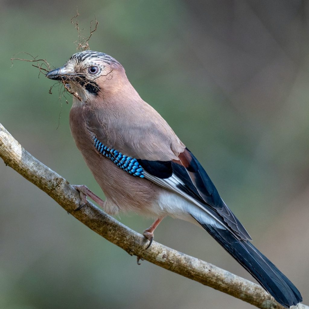Cervelle de moineau
